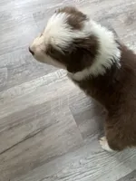 Beverly, a female Australian Shepherd for sale in Trenton, NJ – 9 of 10