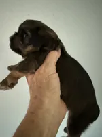 Sedona, a female Brussels Griffon for sale in Trenton, NJ – 4 of 5