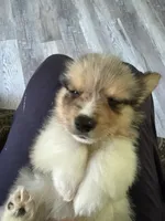 Wexford, a male Pembroke Welsh Corgi for sale in Trenton, NJ – 3 of 6