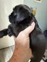 Sylus, a male Brussels Griffon for sale in Trenton, NJ – 5 of 8