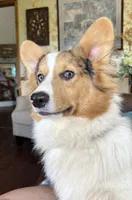 Wesley, a male Pembroke Welsh Corgi for sale in Trenton, NJ – 3 of 4