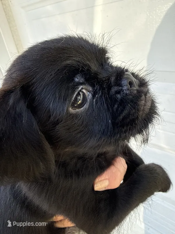 Sochi – Brussels Griffon puppy for sale in Trenton, NJ
