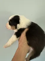 Everest, a male Australian Shepherd for sale in Trenton, NJ – 2 of 8