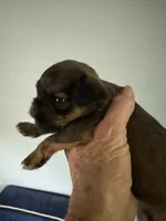 Salsa, a female Brussels Griffon for sale in Trenton, NJ – 5 of 7