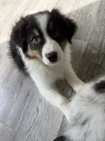Esme, a female Australian Shepherd for sale in Trenton, NJ – 10 of 10