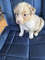 Alder, a male Australian Shepherd for sale in Trenton, NJ – 6 of 10