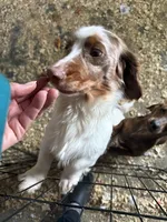 Russel, a male Miniature Dachshund for sale in Trenton, NJ – 9 of 9