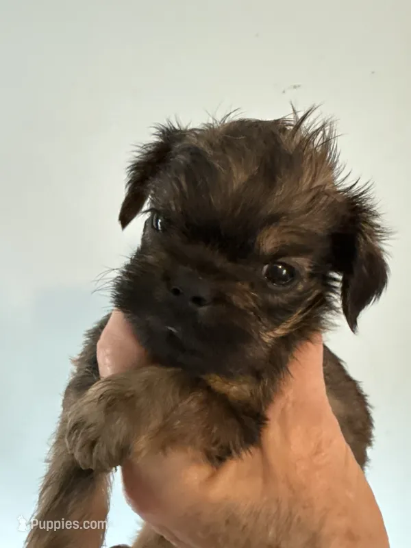 Salsa – Brussels Griffon puppy for sale in Trenton, NJ