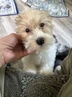 Joann, a female Havanese for sale in Trenton, NJ – 2 of 10