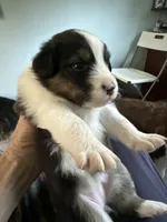 Esme, a female Australian Shepherd for sale in Trenton, NJ – 6 of 8