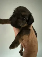 Sedona, a female Brussels Griffon for sale in Trenton, NJ – 3 of 5