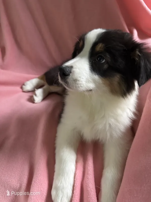 Alan – Australian Shepherd puppy for sale in Trenton, NJ