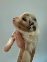 Eliza, a female Australian Shepherd for sale in Trenton, NJ – 4 of 7