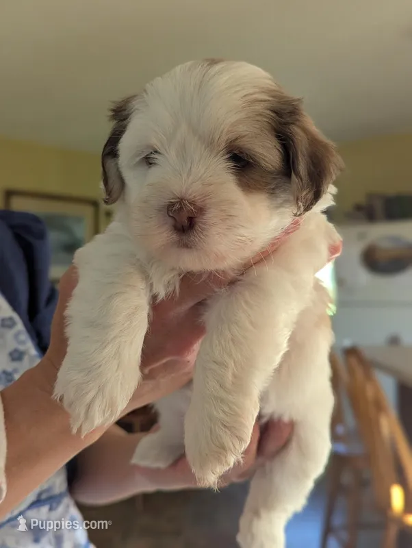Judy – Havanese puppy for sale in Trenton, NJ