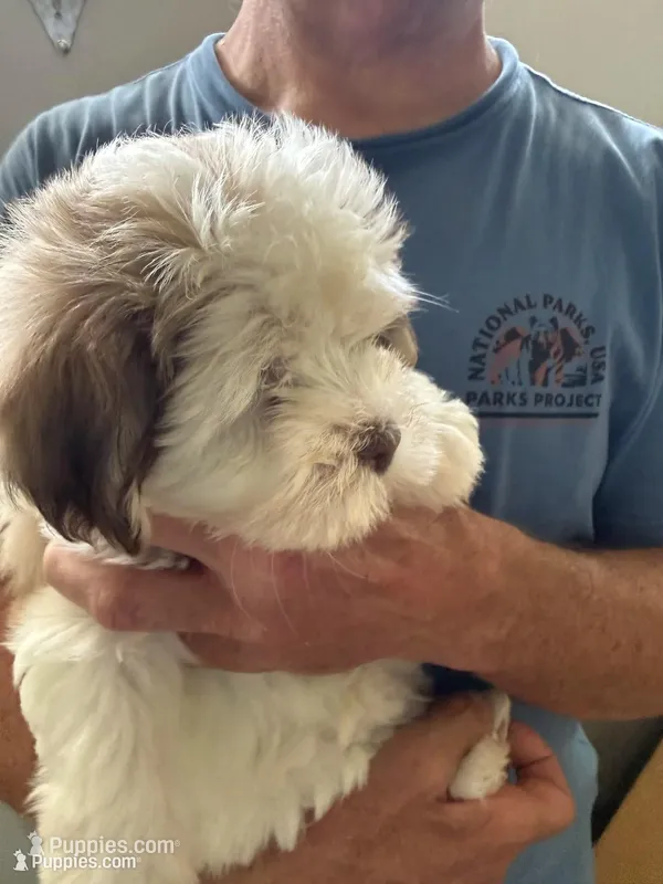 Judy – Havanese puppy for sale in Trenton, NJ