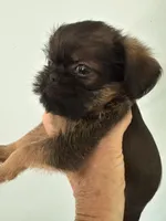 Lionel, a male Brussels Griffon for sale in Trenton, NJ – 5 of 8