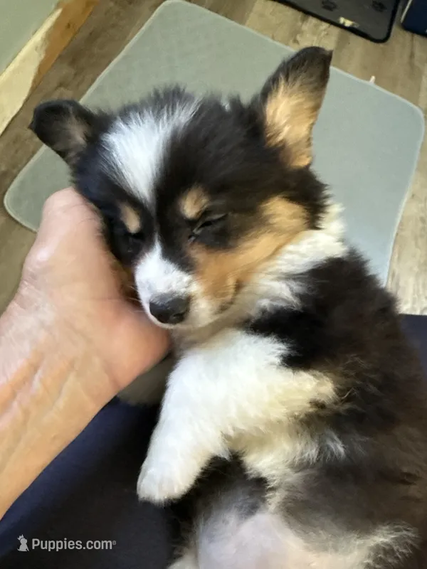 Wendy – Pembroke Welsh Corgi puppy for sale in Trenton, NJ