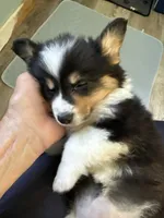 Wendy, a female Pembroke Welsh Corgi for sale in Trenton, NJ – 3 of 10