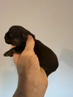 Lindy, a female Brussels Griffon for sale in Trenton, NJ – 3 of 5