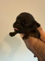 Lindy, a female Brussels Griffon for sale in Trenton, NJ – 4 of 5