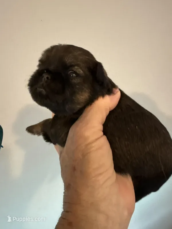 Lindy – Brussels Griffon puppy for sale in Trenton, NJ