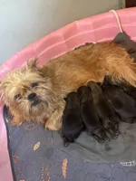 Lindy, a female Brussels Griffon for sale in Trenton, NJ – 5 of 5