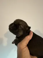 Lindy, a female Brussels Griffon for sale in Trenton, NJ – 2 of 5