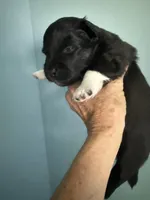 Pixie, a female Schipperke and Pembroke Welsh Corgi for sale in Trenton, NJ – 2 of 6