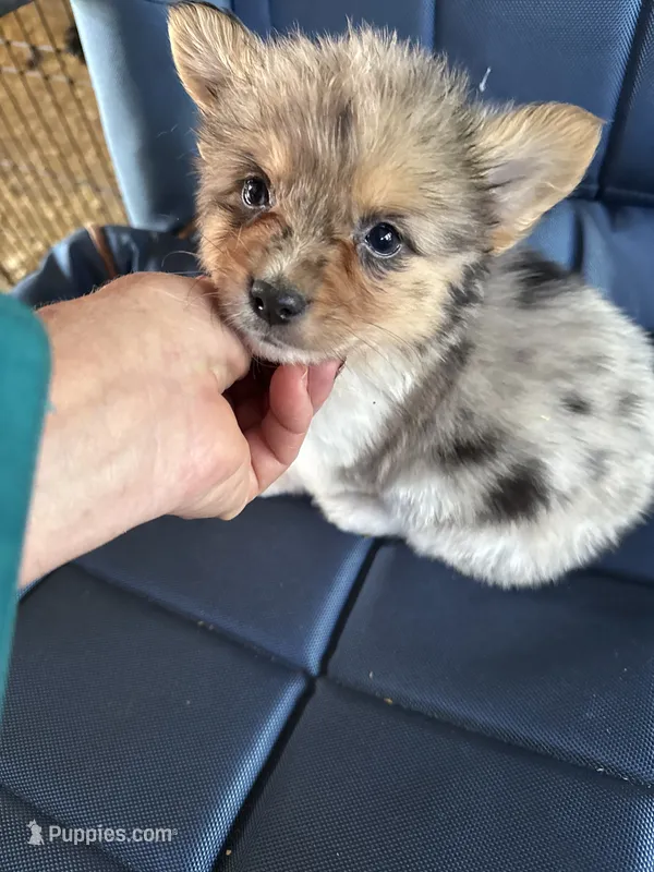 Wexford – Pembroke Welsh Corgi puppy for sale in Trenton, NJ