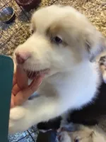 Atlas, a male Australian Shepherd for sale in Trenton, NJ – 10 of 10