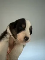 Elias, a male Australian Shepherd for sale in Trenton, NJ – 6 of 8