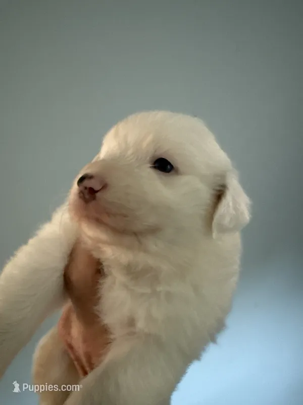 Elaine – Australian Shepherd puppy for sale in Trenton, NJ