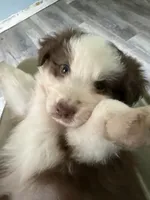 Bonnie, a female Australian Shepherd for sale in Trenton, NJ – 6 of 10