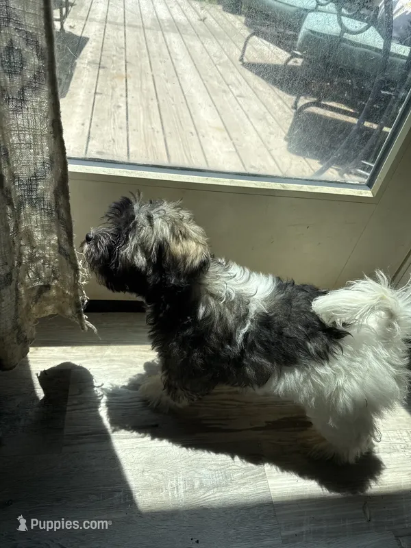 Justine – Havanese puppy for sale in Trenton, NJ
