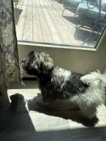 Justine, a female Havanese for sale in Trenton, NJ – 4 of 10