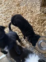 Petunia, a female Australian Shepherd and German Shepherd Dog for sale in Trenton, NJ – 5 of 6