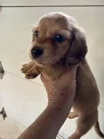 Reggie, a male Miniature Dachshund for sale in Trenton, NJ – 1 of 10