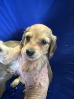 Reggie, a male Miniature Dachshund for sale in Trenton, NJ – 2 of 10