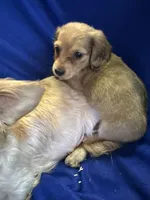 Reggie, a male Miniature Dachshund for sale in Trenton, NJ – 3 of 10