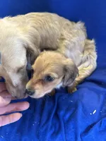 Reggie, a male Miniature Dachshund for sale in Trenton, NJ – 6 of 10