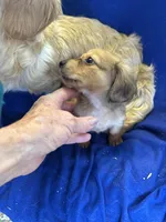Reggie, a male Miniature Dachshund for sale in Trenton, NJ – 4 of 10