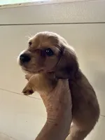 Reggie, a male Miniature Dachshund for sale in Trenton, NJ – 9 of 10