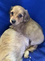Reggie, a male Miniature Dachshund for sale in Trenton, NJ – 10 of 10