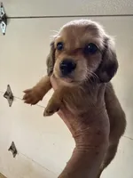 Reggie, a male Miniature Dachshund for sale in Trenton, NJ – 7 of 10