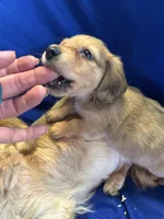 Reggie, a male Miniature Dachshund for sale in Trenton, NJ – 8 of 10