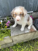 Abner, a  Australian Shepherd for sale in Trenton, NJ – 1 of 5