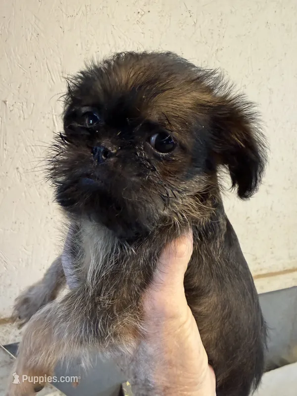Lester – Brussels Griffon puppy for sale in Trenton, NJ