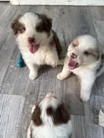 Bonnie, a female Australian Shepherd for sale in Trenton, NJ – 7 of 10