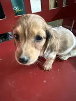 Russel, a male Miniature Dachshund for sale in Trenton, NJ – 3 of 8