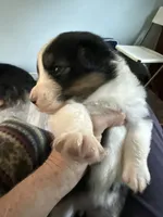 Esme, a female Australian Shepherd for sale in Trenton, NJ – 5 of 8